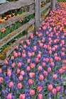 USA, Washington State, Skagit Valley. Garden display with tulips and grape hyacinth Art Print